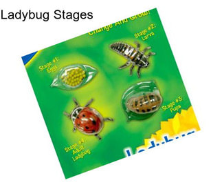 Ladybug Stages