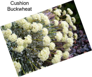 Cushion Buckwheat