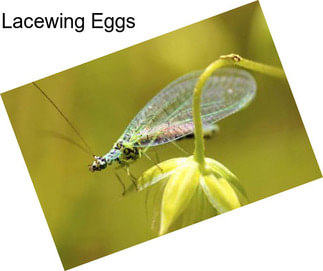 Lacewing Eggs