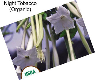 Night Tobacco (Organic)