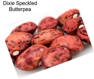 Dixie Speckled Butterpea