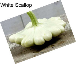 White Scallop