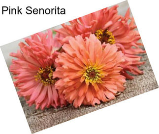 Pink Senorita