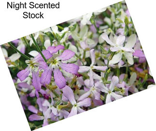 Night Scented Stock