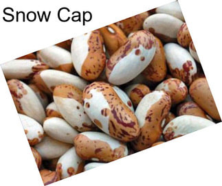 Snow Cap