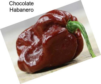 Chocolate Habanero