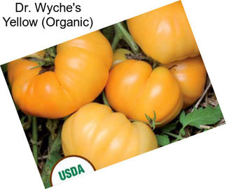 Dr. Wyche\'s Yellow (Organic)