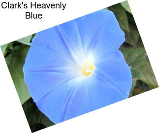 Clark\'s Heavenly Blue