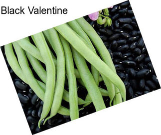 Black Valentine