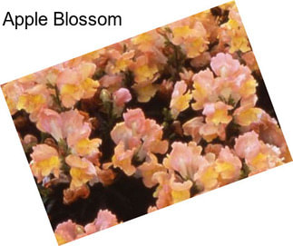 Apple Blossom