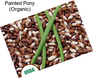 Painted Pony (Organic)