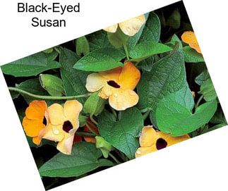 Black-Eyed Susan