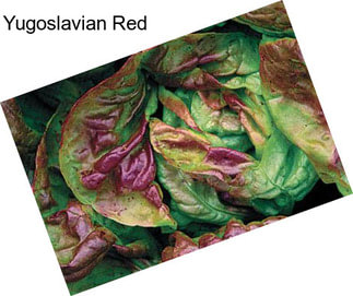 Yugoslavian Red