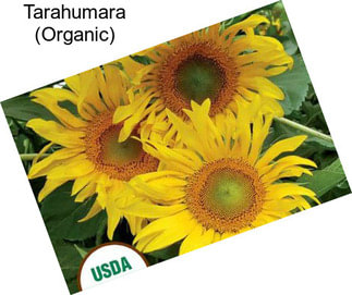 Tarahumara (Organic)