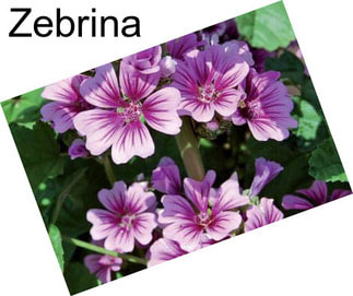 Zebrina