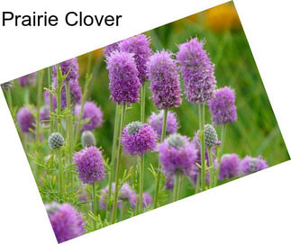 Prairie Clover