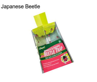 Japanese Beetle