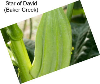 Star of David (Baker Creek)