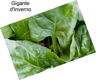 Gigante d\'Inverno