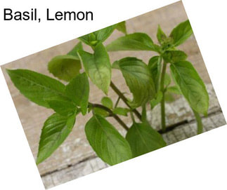 Basil, Lemon