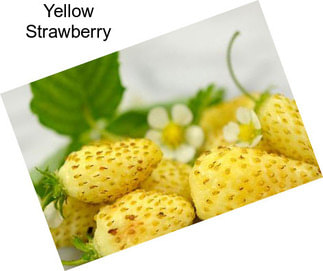 Yellow Strawberry