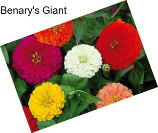 Benary\'s Giant