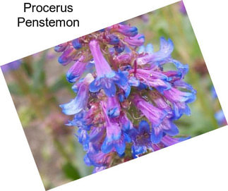 Procerus Penstemon