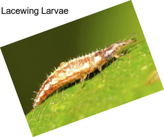 Lacewing Larvae