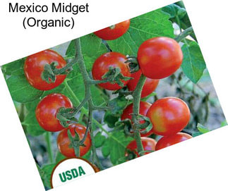 Mexico Midget (Organic)