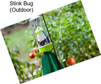 Stink Bug (Outdoor)