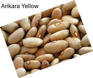 Arikara Yellow