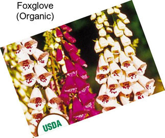 Foxglove (Organic)