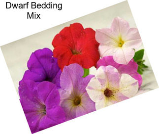 Dwarf Bedding Mix