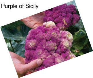 Purple of Sicily