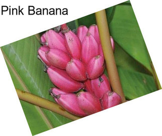 Pink Banana