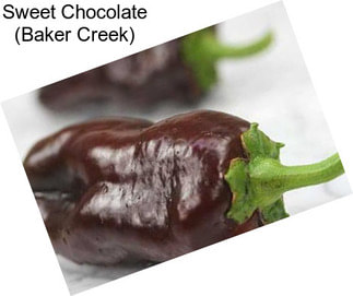 Sweet Chocolate (Baker Creek)