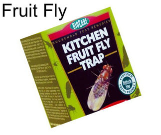 Fruit Fly