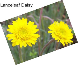 Lanceleaf Daisy