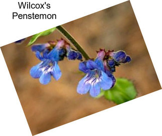 Wilcox\'s Penstemon