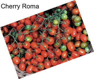 Cherry Roma