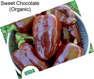 Sweet Chocolate (Organic)