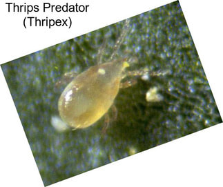 Thrips Predator (Thripex)