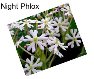 Night Phlox