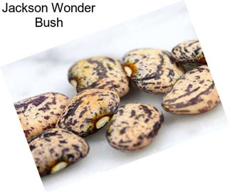 Jackson Wonder Bush