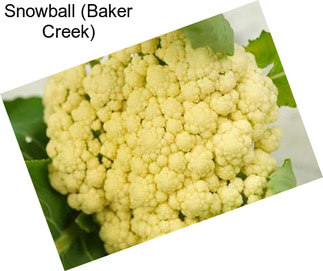 Snowball (Baker Creek)