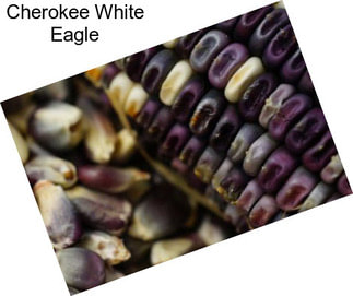 Cherokee White Eagle