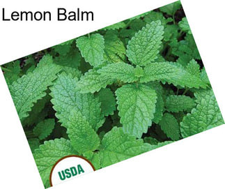 Lemon Balm