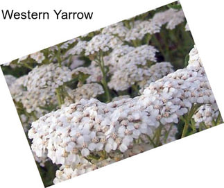 Western Yarrow