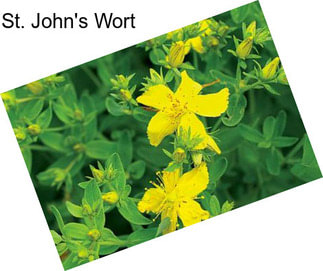 St. John\'s Wort