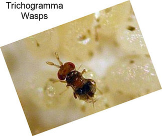 Trichogramma Wasps
